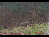 dsc00070.jpg